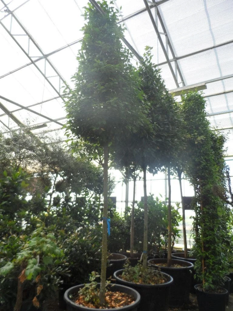 Echte Laurier Als Piramide (Laurus Nobilis) 4 Echte Laurier Als Piramide (Laurus Nobilis) - Afbeelding 4