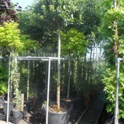 Echte Laurier Als Boom (Laurus Nobilis) 10 Echte Laurier Als Boom (Laurus Nobilis) -Natuur Kus Verkoopwinkel laurus nobilis 16 18ho cont. bol