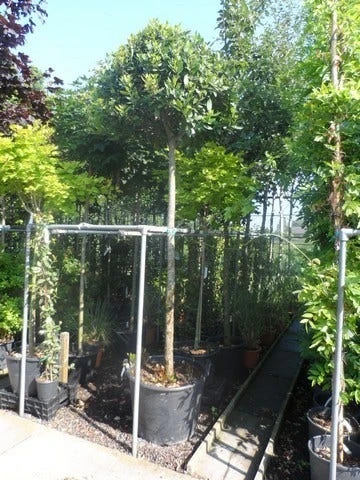 Echte Laurier Als Boom (Laurus Nobilis) 5 Echte Laurier Als Boom (Laurus Nobilis) - Afbeelding 5