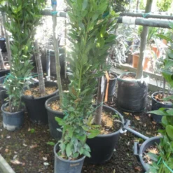 Echte Laurier Als Piramide (Laurus Nobilis) 12 Echte Laurier Als Piramide (Laurus Nobilis) -Natuur Kus Verkoopwinkel laurus nobilis 80 100 c5