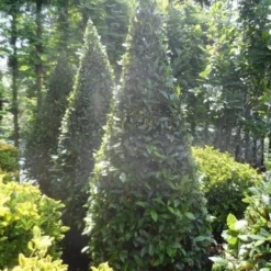 Echte Laurier Als Piramide (Laurus Nobilis) 14 Echte Laurier Als Piramide (Laurus Nobilis) -Natuur Kus Verkoopwinkel laurus nobilis kegel 175 200