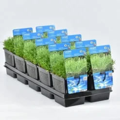 Grasplant (Lilaeopsis Brasiliensis) -Natuur Kus Verkoopwinkel lilaeopsis brasiliensis 11x11 20180404095042