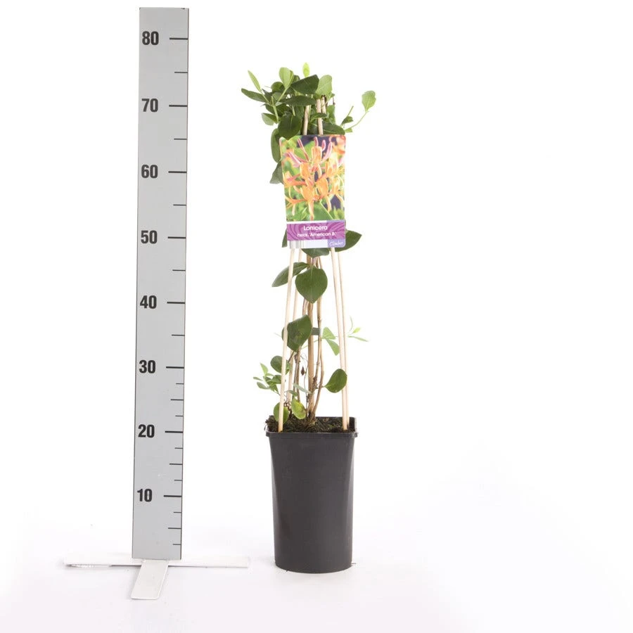 Kamperfoelie (Lonicera Heckrottii 'American Beauty') 2 Kamperfoelie (Lonicera Heckrottii 'American Beauty') - Afbeelding 2