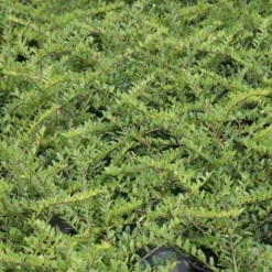 Struikkamperfoelie (Lonicera Pileata) 5 Struikkamperfoelie (Lonicera Pileata) -Natuur Kus Verkoopwinkel lonicera pileata 1