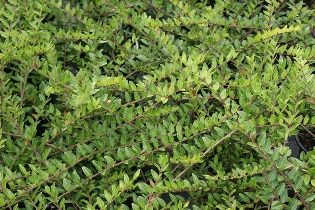 Struikkamperfoelie (Lonicera Pileata) 2 Struikkamperfoelie (Lonicera Pileata) - Afbeelding 2