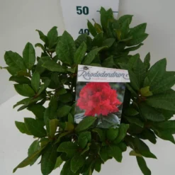 Rhododendron (Rhododendron 'Lord Roberts') -Natuur Kus Verkoopwinkel lord robert c7.5 boven