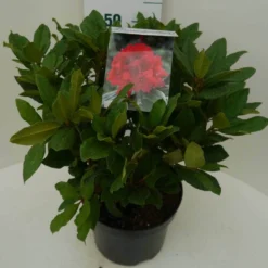 Rhododendron (Rhododendron 'Lord Roberts') -Natuur Kus Verkoopwinkel lord robert c7.5 zij