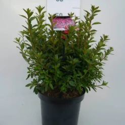 Japanse Azalea (Rhododendron 'Madame Van Hecke') 20 Japanse Azalea (Rhododendron 'Madame Van Hecke') -Natuur Kus Verkoopwinkel mad. v. hecke c4 voor