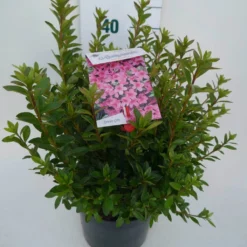 Japanse Azalea (Rhododendron 'Madame Van Hecke') 21 Japanse Azalea (Rhododendron 'Madame Van Hecke') -Natuur Kus Verkoopwinkel mad. v. hecke c4 zij