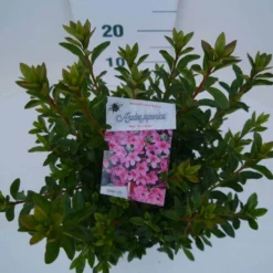 Japanse Azalea (Rhododendron 'Madame Van Hecke') 17 Japanse Azalea (Rhododendron 'Madame Van Hecke') -Natuur Kus Verkoopwinkel mad. van hecke c2 boven