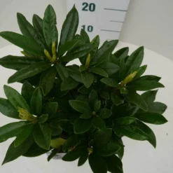 Rhododendron (Rhododendron 'Madame Masson') -Natuur Kus Verkoopwinkel madamme masson c2 boven