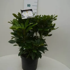 Rhododendron (Rhododendron 'Madame Masson') -Natuur Kus Verkoopwinkel madamme masson c7.5 voor