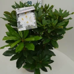 Rhododendron (Rhododendron 'Madame Masson') -Natuur Kus Verkoopwinkel madamme masson c7.5 zij