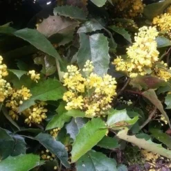 Mahoniestruik (Mahonia Aquifolium 'Apollo') -Natuur Kus Verkoopwinkel mahonia apollo