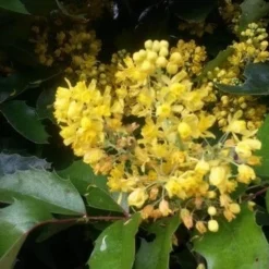 Mahoniestruik (Mahonia Aquifolium 'Apollo') 11 Mahoniestruik (Mahonia Aquifolium 'Apollo') -Natuur Kus Verkoopwinkel mahonia apollo2 1