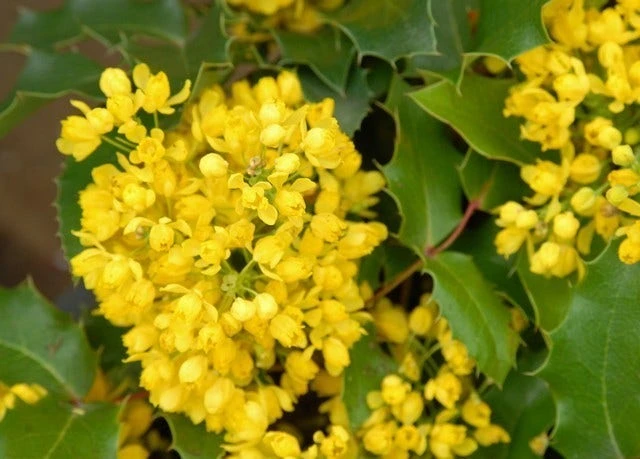 Mahoniestruik (Mahonia Aquifolium 'Apollo') 5 Mahoniestruik (Mahonia Aquifolium 'Apollo') - Afbeelding 5