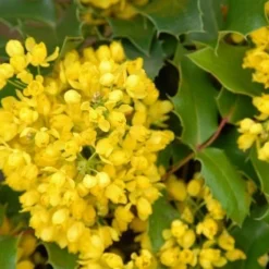 Mahoniestruik (Mahonia Aquifolium 'Apollo') -Natuur Kus Verkoopwinkel mahonia apollo bloei