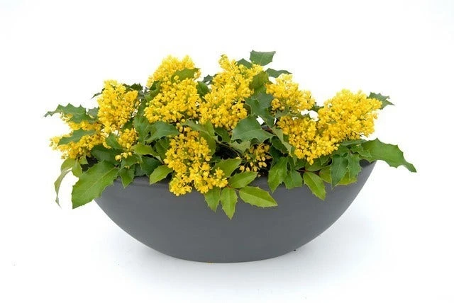 Mahoniestruik (Mahonia Aquifolium 'Apollo') 4 Mahoniestruik (Mahonia Aquifolium 'Apollo') - Afbeelding 4