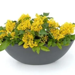 Mahoniestruik (Mahonia Aquifolium 'Apollo') -Natuur Kus Verkoopwinkel mahonia apollo toepassing