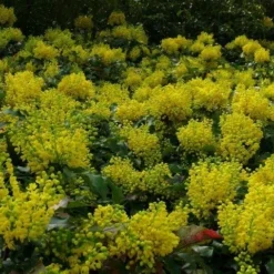 Mahoniestruik (Mahonia Aquifolium 'Apollo') -Natuur Kus Verkoopwinkel mahonia apollo toepassing 1
