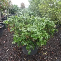 Mahoniestruik (Mahonia Aquifolium 'Apollo') 17 Mahoniestruik (Mahonia Aquifolium 'Apollo') -Natuur Kus Verkoopwinkel mahonia aquifolium apollo c130 1