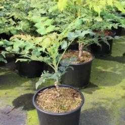 Chinese Mahoniestruik (Mahonia Bealei) -Natuur Kus Verkoopwinkel mahonia bealei 1