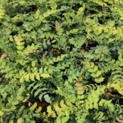 Chinese Mahoniestruik (Mahonia Bealei) -Natuur Kus Verkoopwinkel mahonia bealei 2