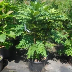 Mahoniestruik (Mahonia Media 'Charity') -Natuur Kus Verkoopwinkel mahonia media charity 125 150