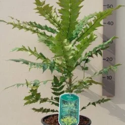 Mahoniestruik (Mahonia Media 'Charity') -Natuur Kus Verkoopwinkel mahonia media charity c3