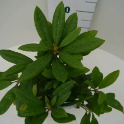 Rhododendron (Rhododendron 'Marcel Menard') -Natuur Kus Verkoopwinkel marcel mennard c2 boven