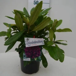 Rhododendron (Rhododendron 'Marcel Menard') -Natuur Kus Verkoopwinkel marcel mennard c2 voor