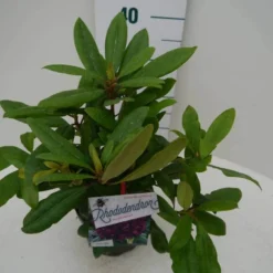 Rhododendron (Rhododendron 'Marcel Menard') -Natuur Kus Verkoopwinkel marcel mennard c2 zij