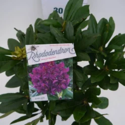 Rhododendron (Rhododendron 'Marcel Menard') -Natuur Kus Verkoopwinkel marcel mennard c5 boven