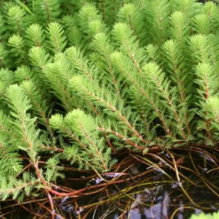 Diamantkruid (Myriophyllum 'Red Stem')