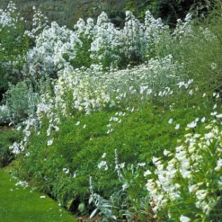 Borderpakket Witbloeiend, Grijsbladig’
