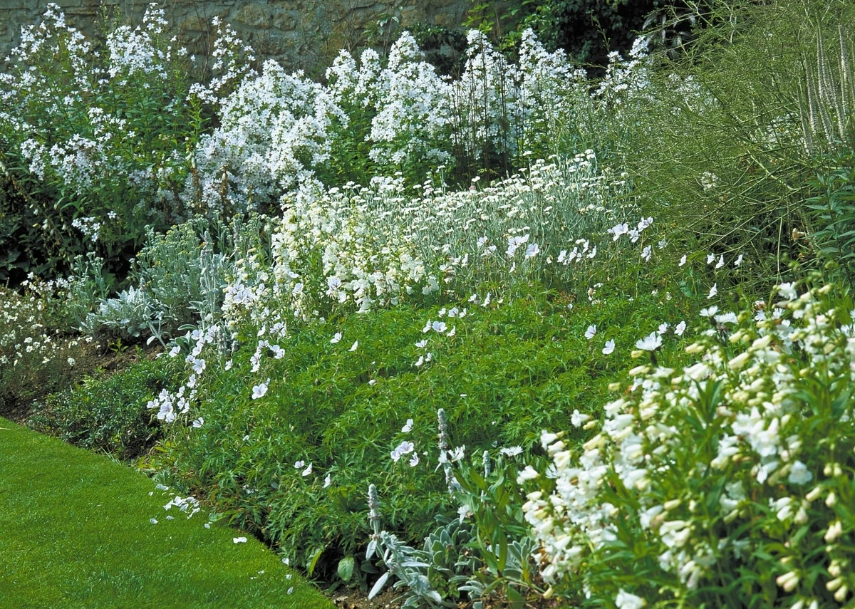 Borderpakket Witbloeiend, Grijsbladig’ 1 Borderpakket Witbloeiend, Grijsbladig’