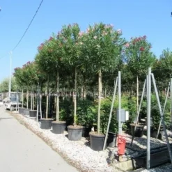 Oleander Als Boom (Nerium Oleander) -Natuur Kus Verkoopwinkel nerium