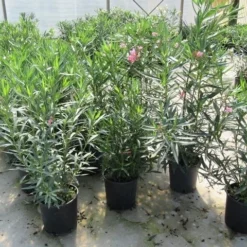 Roze Oleander (Nerium Oleander) -Natuur Kus Verkoopwinkel nerium 60 80