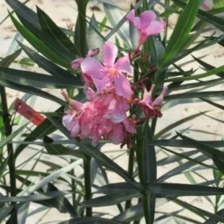 Roze Oleander (Nerium Oleander) -Natuur Kus Verkoopwinkel nerium roze