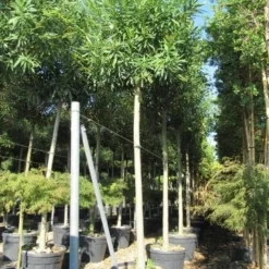 Oleander Als Boom (Nerium Oleander) -Natuur Kus Verkoopwinkel nerium stam