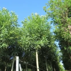 Oleander Als Boom (Nerium Oleander) -Natuur Kus Verkoopwinkel nerium stam 2