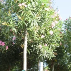 Oleander Als Boom (Nerium Oleander) -Natuur Kus Verkoopwinkel nerium stam 3