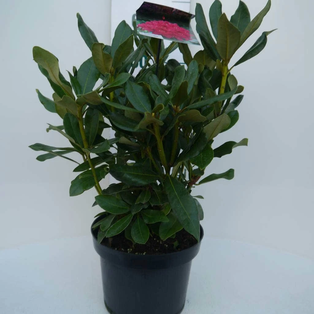 Rhododendron (Rhododendron 'Nova Zembla') 5 Rhododendron (Rhododendron 'Nova Zembla') - Afbeelding 5