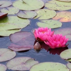 Waterlelie (Nymphaea 'James Brydon') 9 Waterlelie (Nymphaea 'James Brydon') -Natuur Kus Verkoopwinkel nymphaea james brydon 1