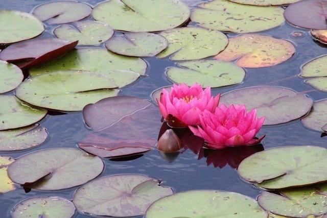 Waterlelie (Nymphaea 'James Brydon') 3 Waterlelie (Nymphaea 'James Brydon') - Afbeelding 3