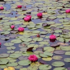 Waterlelie (Nymphaea 'James Brydon') 12 Waterlelie (Nymphaea 'James Brydon') -Natuur Kus Verkoopwinkel nymphaea james brydon 2