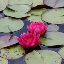 Waterlelie (Nymphaea 'James Brydon') 10 Waterlelie (Nymphaea 'James Brydon') -Natuur Kus Verkoopwinkel nymphaea james brydon 3