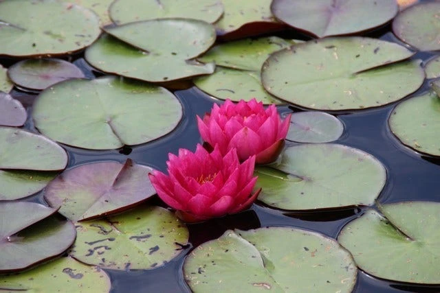 Waterlelie (Nymphaea 'James Brydon') 4 Waterlelie (Nymphaea 'James Brydon') - Afbeelding 4