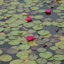 Waterlelie (Nymphaea 'James Brydon') 11 Waterlelie (Nymphaea 'James Brydon') -Natuur Kus Verkoopwinkel nymphaea james brydon 5