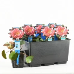 Waterlelie (Nymphaea 'James Brydon') 13 Waterlelie (Nymphaea 'James Brydon') -Natuur Kus Verkoopwinkel nymphaea james brydon t 2